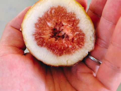 【期間限定値下げ】朝採れ完熟✨ねっとりあま〜い『おのんいちじく』2kg