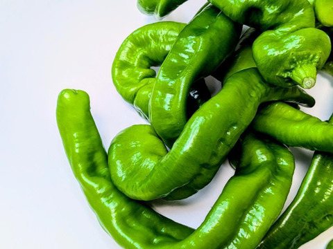 【予約販売】京都・舞鶴産 朝採れ万願寺とうがらし 良品 約400g