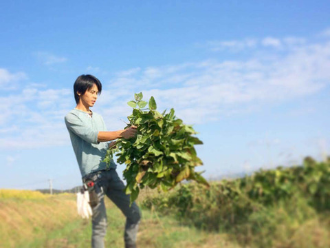 【自然栽培】丹波黒大豆400g★農薬肥料不使用の兵庫県産黒豆 [令和６年産]