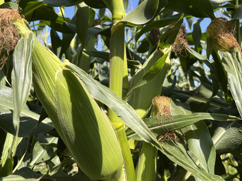 【収穫スタート】今年も甘〜い！とうもろこし ゴールドラッシュ A等級 13〜15本