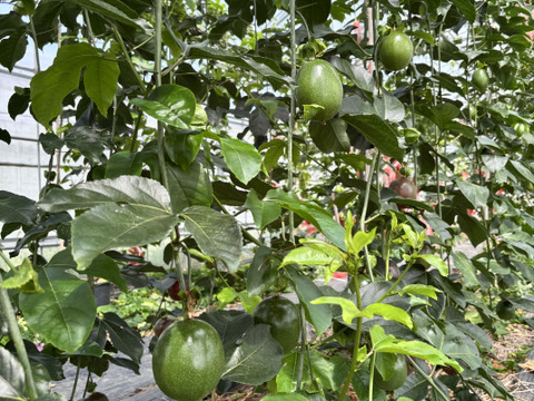 甘い南国の味。パッションフルーツ（6個入り）