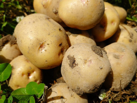 秋の自然栽培野菜LLセット7種類〜《12月、自然栽培野菜5.5kg前後80サイズ》朝採りで超新鮮［季節の固定種在来種専門農家だからできる］淡路島から初収穫固定種人参いり