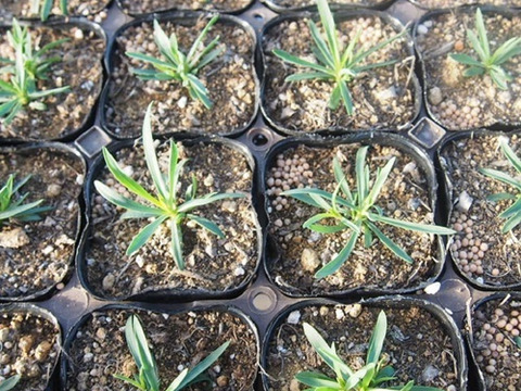 2個セット ダイアンサス （ナデシコ） ナッピー  イングリッシュガーデン 花苗 多年草 宿根草