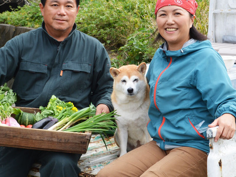 6月上旬～中旬発送『房州びわ/枇杷 3Lサイズ12個入り』南房総市産の大実の枇杷を農家から