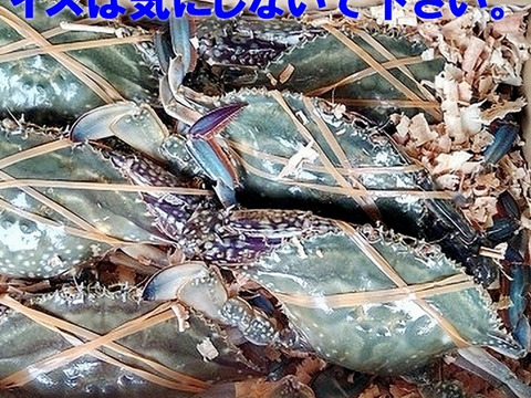 活梱包 オス大サイズ　1ｋｇ（約3杯）ガザミ！ワタリガニ がざみ 渡り蟹 梭子蟹 ケジャンにも！日本三景松島産 生蟹 生カニ 活カニ 活蟹 ケジャン 雄