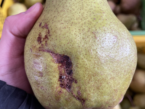 🍐【レア品種の訳あり】【絶妙な酸味で濃厚な味わい】『シルバーベル』 ３キロ 【西洋なし】【西洋梨】【山形県天童市産】【ご家庭用】