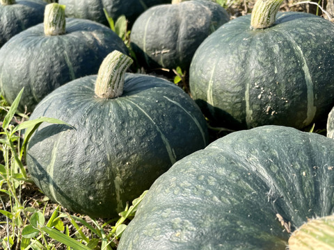 【最高品種】栗かぼちゃ1個約1.5kg 農薬・化学肥料不使用 くり将軍