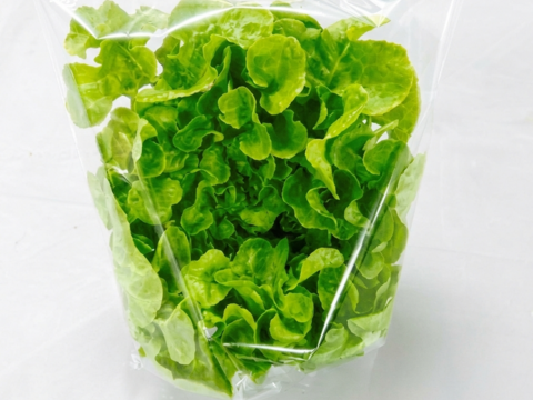 【農薬不使用】至宝のレタス 3種ミックス（1kg）硝酸態窒素最大90%カット！