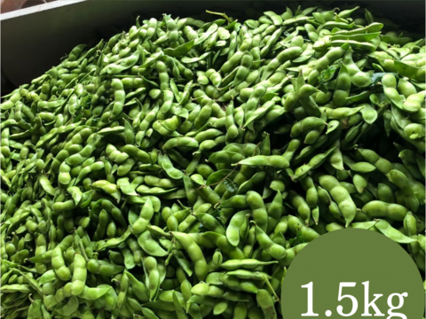 だだちゃ豆 規格外品 1.5kg 山形県 鶴岡市 特産 枝豆の王様 量り売り 季節限定品 お取り寄せグルメ おつまみ 夏の風物詩 うまい！
