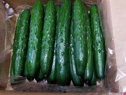 朝採り！信州産きゅうりA品2kg（箱重量込・正味1.8㎏）