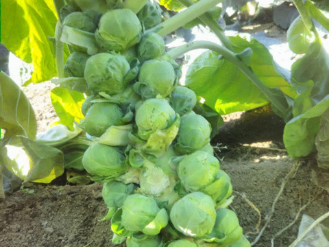 芽キャベツ600ｇ★お届け指定不可　パチャママ農園 宅急便コンパクト発送