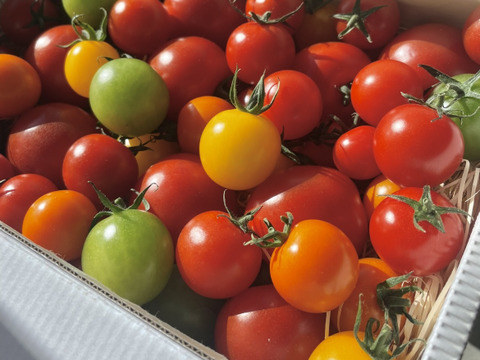 【ギフト】LOOP select｜カラフルミニトマトmix＆フルティカ食べ比べセット（1.2kg）