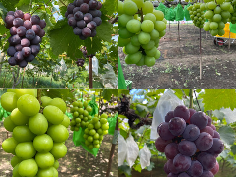 【数量限定】ぶどうお試しパック450g×4（シャインマスカット2房お約束‼︎）