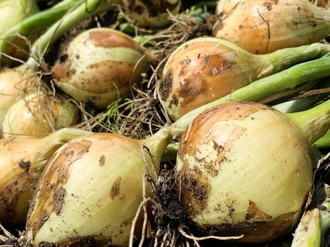 【母の日】濃甘！野菜セット3種類×2倍量 農薬・化学肥料不使用♪個包装【母の日ギフト】