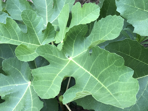 【いちじくの生葉10枚】🌳🍃今だけフレッシュ‼️お茶・入浴用などに♨️チュラのにいがたハーブ✨無花果葉 ／ビオレソリエス／自然栽培