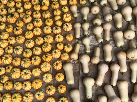 🎁じゃがいも2種500gずつのプレゼント🎁プッチィーニ4個のかぼちゃセット🎃栽培期間中農薬不使用・レンジ調理可のレシピ付き“インカのめざめ・インカのひとみ”は平均糖度超え