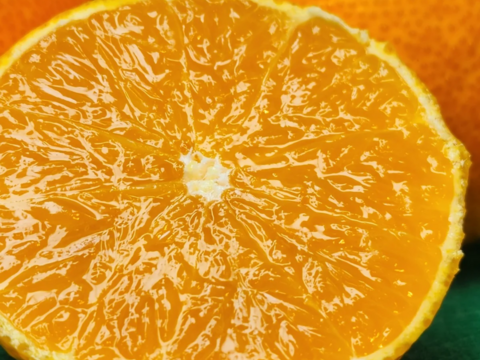 マニアが好む超小粒マドンナ　　箱込約2㌔