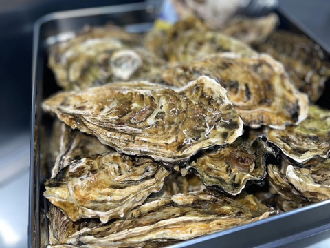 【生牡蠣】【生食用】三重県産 浦村かき カンカン焼き×2缶（1缶あたり 殻付き Mサイズ牡蠣 約40～50個前後、約4キロ入り）
牡蠣 カキ 貝類 海鮮 BBQ 歳暮 熨斗 母の日 父の日【冬ギフト】