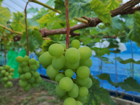 （限定10セット）樹上完熟黄金シャインマスカット(種有り)　約1.4kg　（4〜6房入）【栽培期間中農薬・化学肥料不使用】