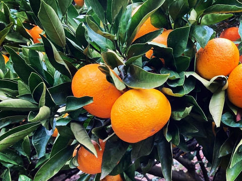 【訳あり】愛媛県産　島育ち　完熟早生みかん！！太陽と潮風の早生みかん5kg（箱込み）