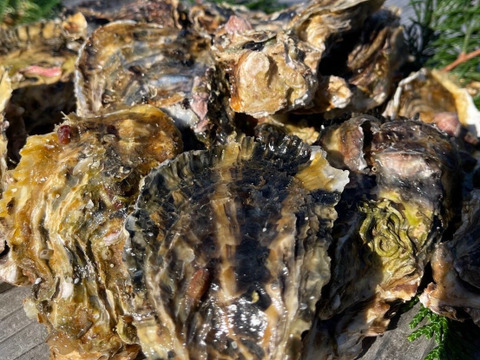 【生牡蠣】【生食用】S～Mサイズ 70個入り 5.5Kg 三重県産 殻付き 浦村かき（7～10人前）
牡蠣 カキ 貝類 海鮮 BBQ 歳暮 熨斗 忘年会 新年会 女子会 誕生日 母の日【冬ギフト】