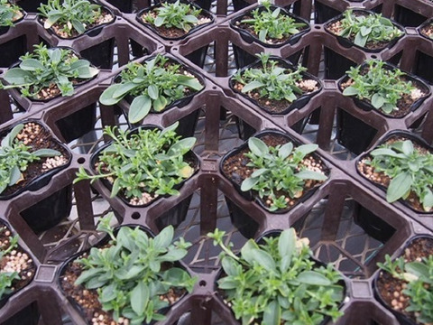 2個セット サポナリア スノーチップ （ロックソープワート）ホワイトガーデン グランドカバー イングリッシュガーデン 宿根草 多年草