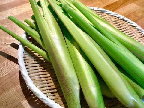 【農薬不使用！】奈良県山添村産『不揃いマコモダケ』 (1.5kg)