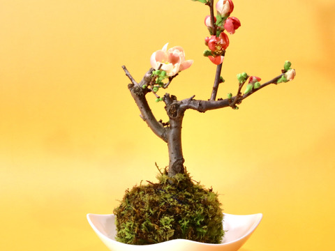 〜優しい空間を〜　苔玉　木瓜（桃色系）