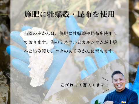 【食べチョクで１番売れてるみかんです！】贈答用の夕やけみかん【極】３ｋｇ（圧倒的人気のみかんです！）