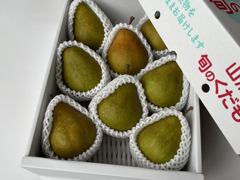 \9月4日で受付終了/【西洋なし】オーロラ 3キロ 【食べごろになると黄色くなります】【西洋梨】【西洋ナシ】【🍐】