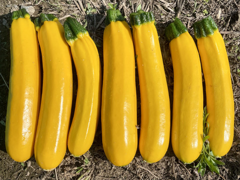 ズッキーニ黄色1.5kg 農薬・化学肥料不使用