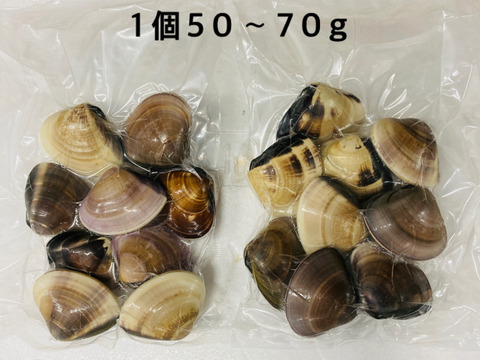 真空冷凍はまぐり　1個50〜70g   500g入り×1パック