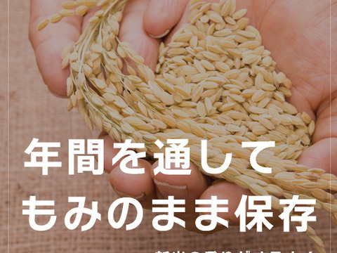 稲穂　精米 楽天市場】新米 令和7年産 五百川「まゆみ姫」300g 白米 早場米