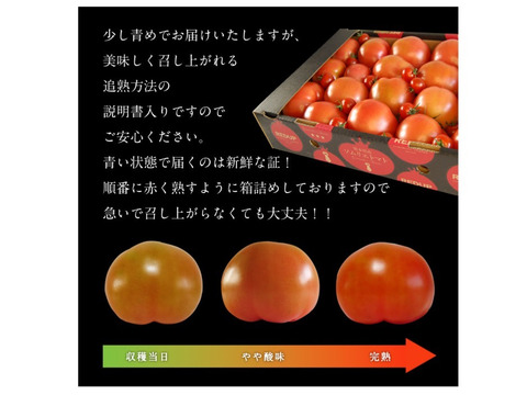 予約1月下旬から順次発送【特別栽培農産物の取得】＼極み／受賞歴３回！ソムリエトマト１.３kg（６玉～１０玉)