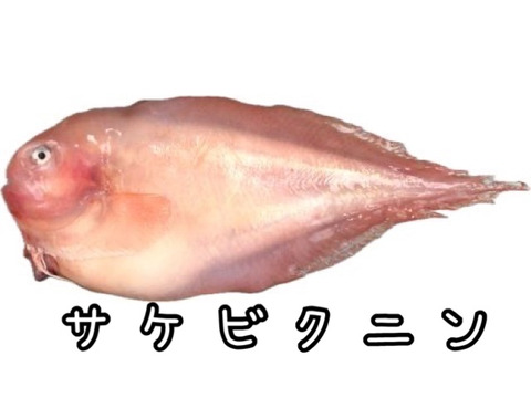 ☆YouTubeで紹介☆ へんな魚ボックス【未利用魚オンリー】魚種指定不可、お届け日指定不可の商品です