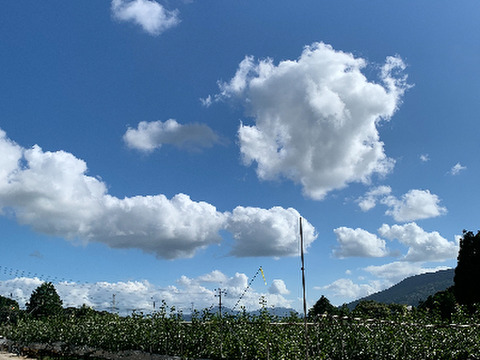 【SORA】二代目川添果樹園の香りがいいおいしい梨　かおり梨2玉