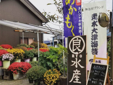 【定期便25%おトク！】【解凍するだけ】クセがないでお馴染アカモク６パック（神奈川から発送なので関東圏の送料お安く）