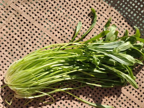 [なゆた農場]冬の葉物野菜セットLサイズ（10袋分）