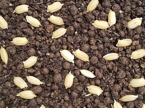 【新米】農薬化学肥料不使用　信州伊那谷★コシヒカリ(白米)2025年産・10㎏