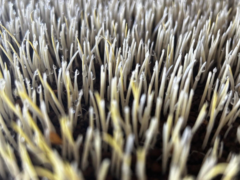 新潟県　南魚沼産コシヒカリ精米10kg[令和7年産]自家製ぼかし肥料栽培米　八海山の里で実りました。