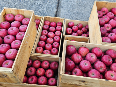 青森県産サンふじりんご約3㎏（キャップ8～10個）