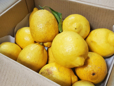最も  2kg【完熟】【栽培期間中農薬不使用】大崎上島レモン2㎏：広島県 果物