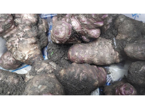 美味しい 菊芋　大和郡山　800g　キクイモ　農薬不使用 トピナンブール