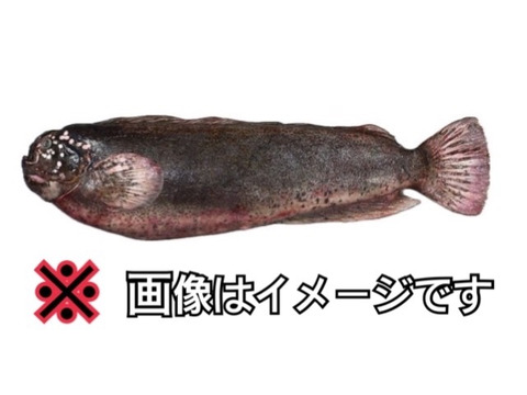 ～知床らうす直送～【珍魚】ボンズギンポ オマケ付き