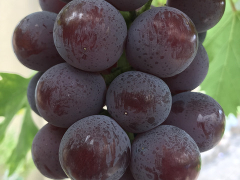 ブドウの宝石箱　 COLORS 『THE GIFT 』カラーズ ザ ギフト  ５種食べ比べ 550g×1P　朝採り新鮮！夏の終わりのブドウ祭り 只今２０％増量サービス中！！