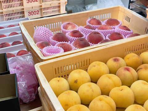 黄色の丸形果物 1590878_00_1738743942.jpg