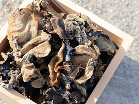 【水に戻すと10倍に!?】国産 乾燥きくらげ 100g