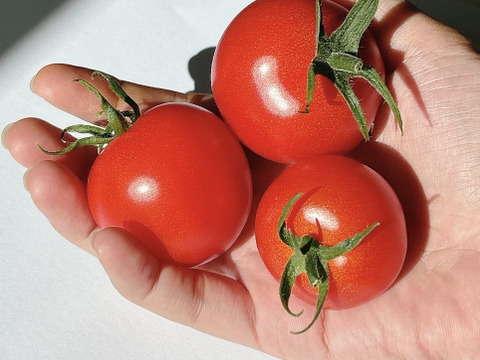 【ギフト】LOOP select｜カラフルミニトマトmix＆フルティカ食べ比べセット（1.2kg）