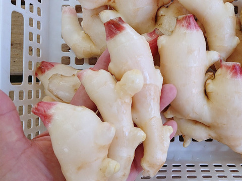 最終SALE★訳あり柔らかい新しょうが（バラ） 1000ｇ 高知県産