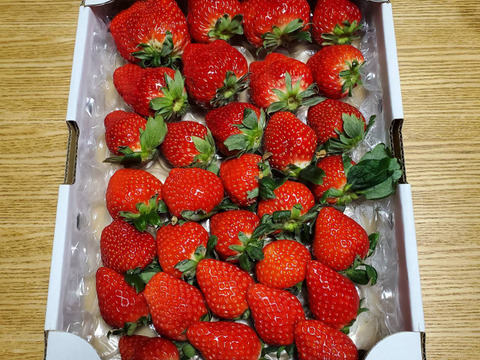 食べ納めセール！3品種以上の朝採り朝採り完熟苺（1ｋｇ）